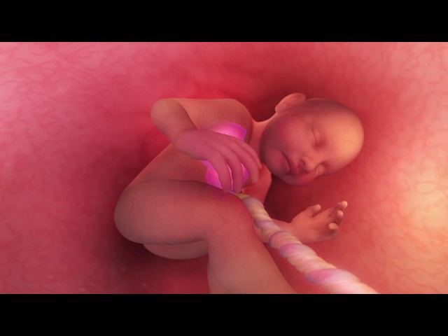 In the Womb: From Head to Toe