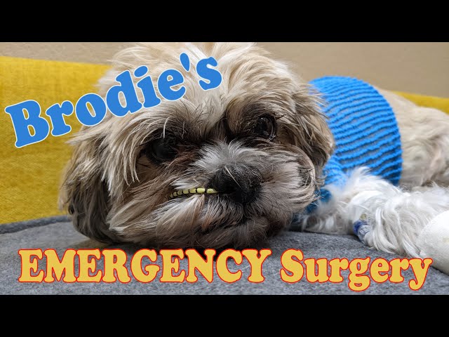 Emergency Surgery for Our Dog Brodie While RVing -- Vet Care On the Road | RVing with Dogs