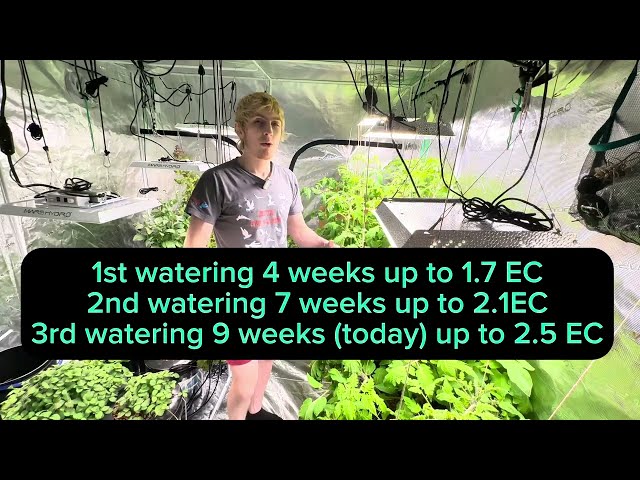 Indoor Hydroponic tomatoes | 3rd water | update 5 | week 9(63 days) Soon to harvest!