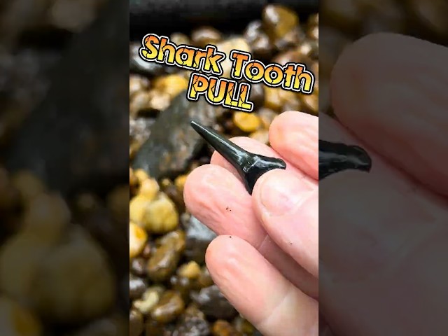 Hunting Ancient Fossil Shark Teeth In New Jersey Creeks! #fossils #fossilhunting