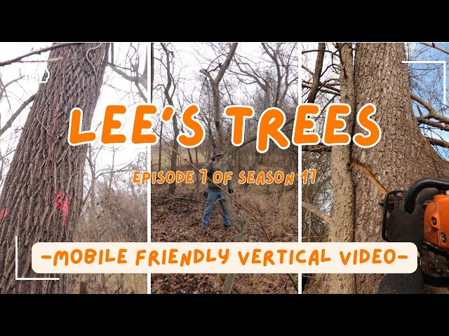 Lee's Trees - episode 7 of season 17 #logging #trees #action