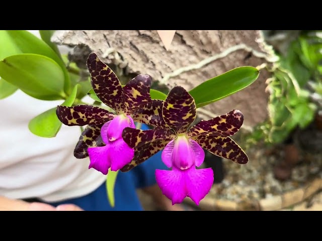 How I care for my tetraploid Cattleya Comets Tail (Landate x guttata)