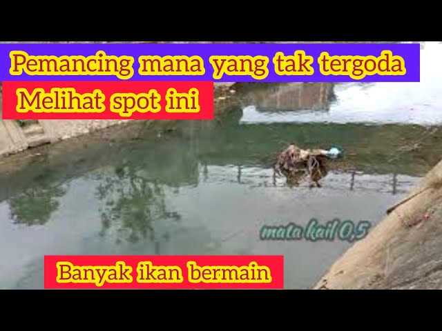 Spot mancing wader di bawah jembatan kelihatan banyak ikan bermain