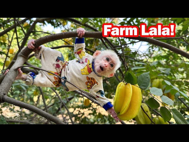 So lovely! Lala helps Mom harvest star fruit