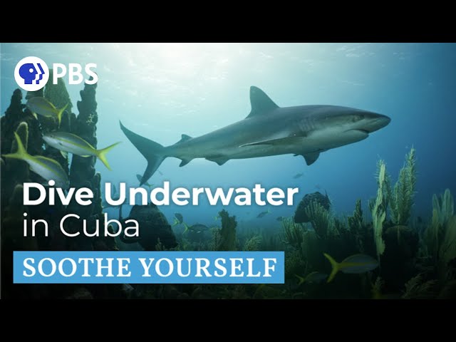 Underwater in Cuba | Soothe Yourself | PBS NATURE