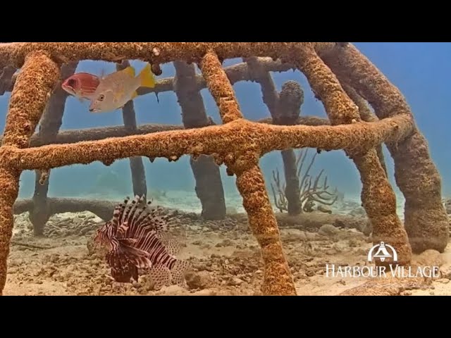 Large Lionfish Under the Electrified Reef Dome Off the Harbour Village Bonaire Beach