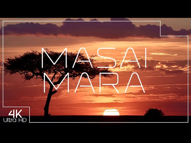 Masai Mara National Reserve | African wildlife and nature in 4K