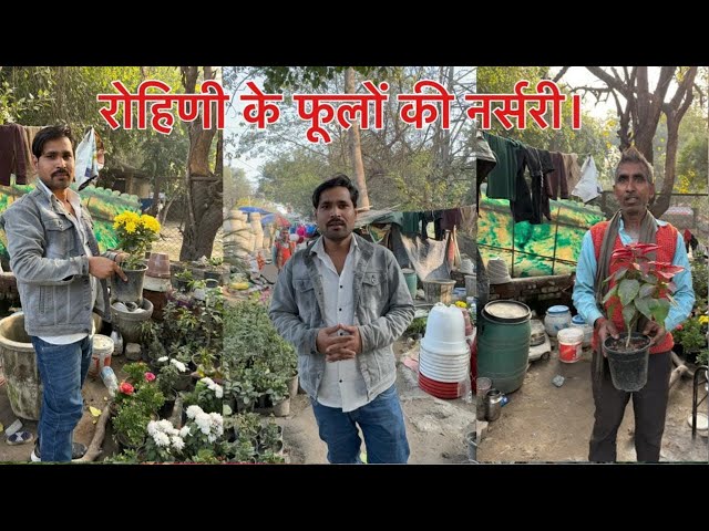 Roadside Plant Nursery  || फूलों के पौधे मात्र 100 रुपये, हैंगिंग पौधे 40 रुपये, Plant Price