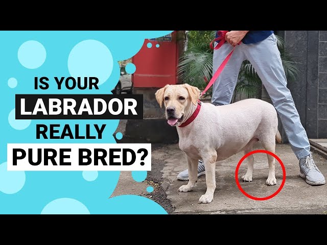 How to Identify a Pure Bred Labrador?