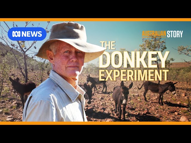 The maverick outback grazier using donkeys to regenerate his land | Australian Story