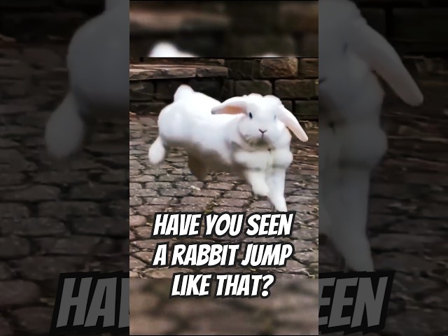 Rabbit Jumping Secrets Revealed!