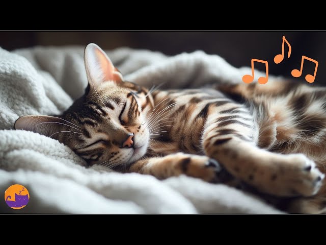 Healing Cat Music - Peaceful Melodies to Calm and Soothe Your Cat 🐱💤