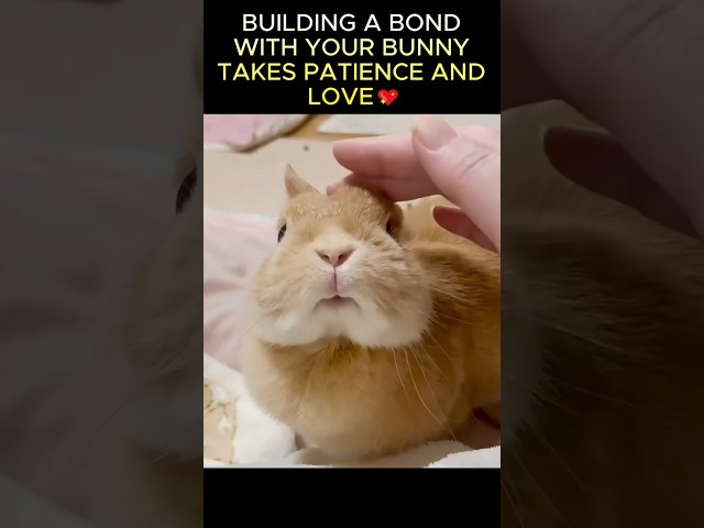 How To Bond With Your Rabbit 🐰💖