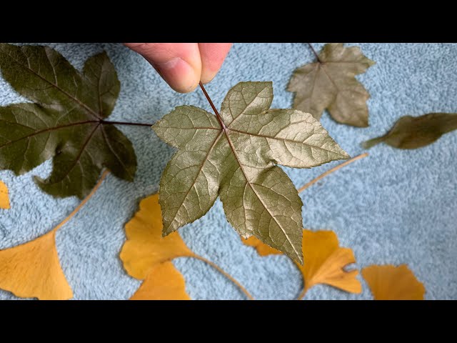 How to Preserve Leaves with Glycerin… (Results on first try!)