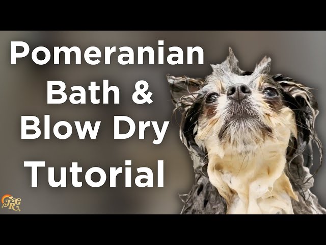 Pomeranian Bath & Blow Dry Tutorial