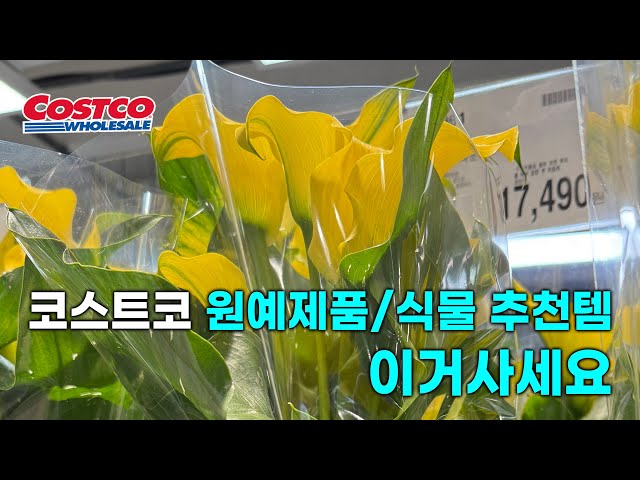 코스트코 원예제품/식물 추천템 이거사세요#costco #plant