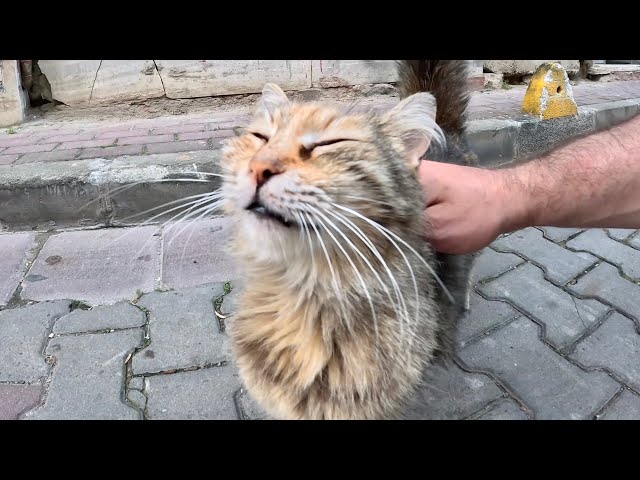 Fluffy Stray Cat Meows Gently When I Touch