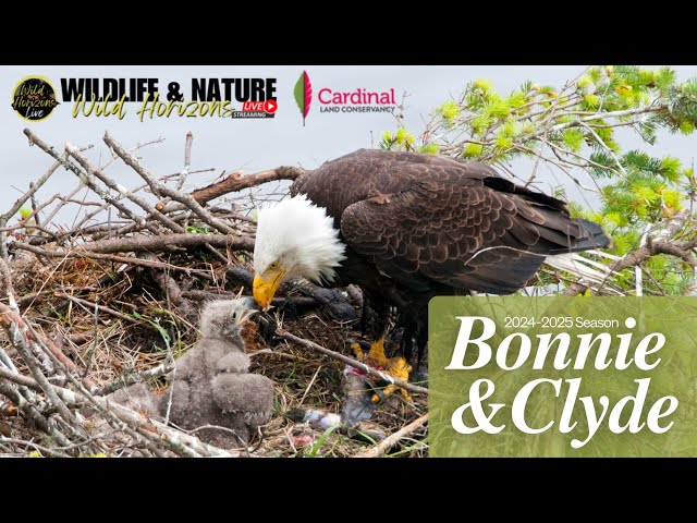 🦅 Wild Horizons Live: Bald Eagle Cam: Cardinal Land Conservancy