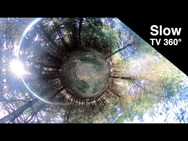 Slow TV 360! Relax and enjoy sounds of nature for 3h in this forest with birds cheering and sun