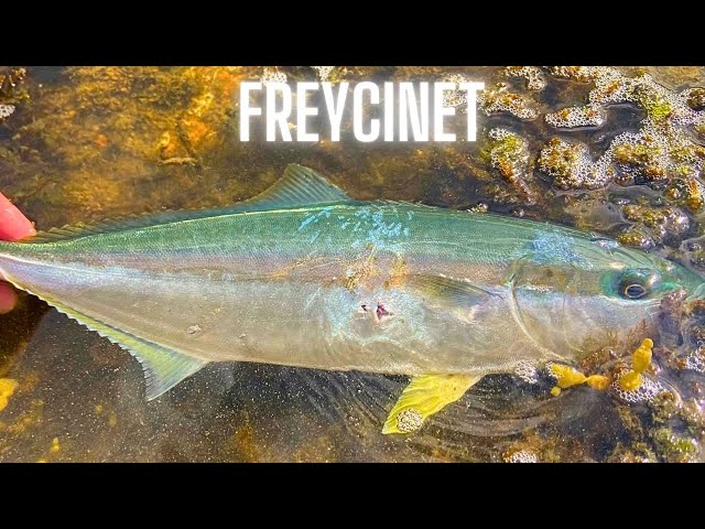 Chasing KINGFISH! Freycinet National Park