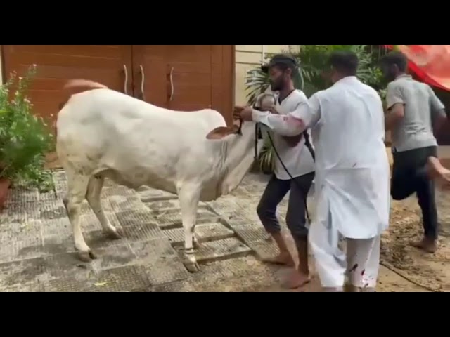 Dangerous cow Qurbani Eid ul Adha 2022  | dangerous |   Karachi  | Dangerous Cow Accident | Pak