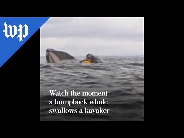 Watch the moment a humpback whale swallows a kayaker