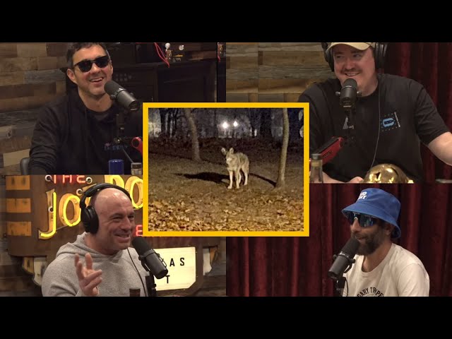 Joe Rogan: Coyotes in NYC!? LOL