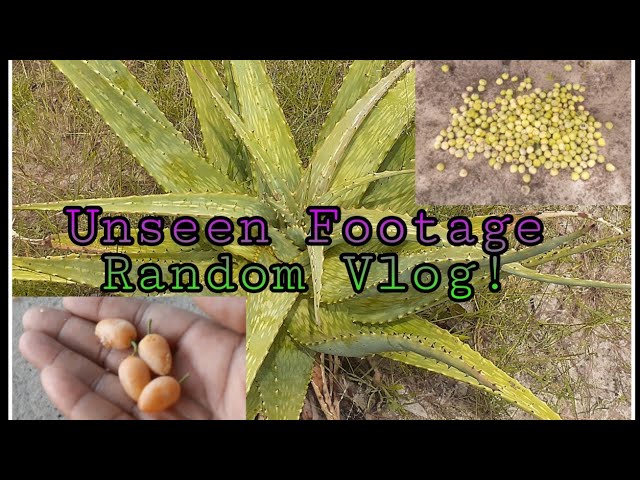 African Village Life \\ Picking Fresh African Village Fruits | Channel Update !