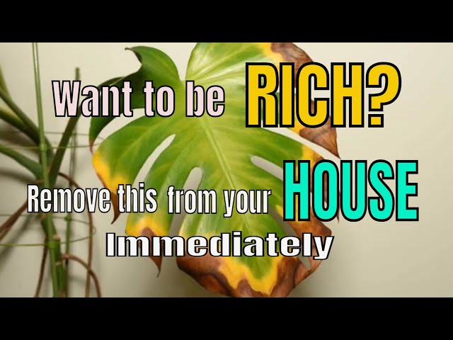 Unlucky Things In Your House That Bring Poverty Remove Them Immediately If You Want to Be Rich Vastu