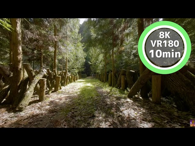 10 Min Meditation Listen to the sounds of nature surrounded by trees VR180 8K Binaural ASMR