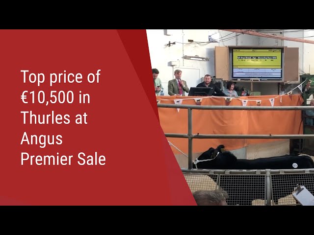 Top price of €10,500 in Thurles at Angus Premier Sale