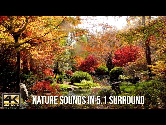 Fall Colors In A Japanese Garden 🌞 Nature Sounds 🎧 Soft Music