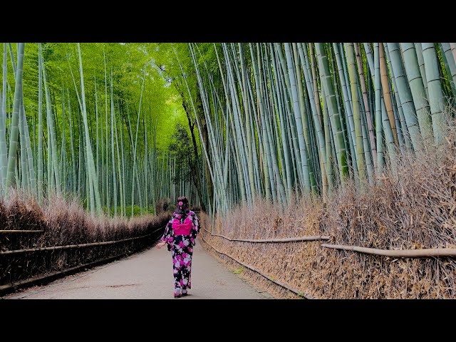 Đường mòn xuyên rừng trúc Sagano -Arashiyama - Kyoto - Nhật Bản