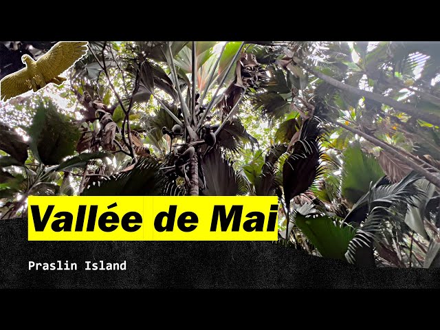 Vallee de Mai. Praslin Island