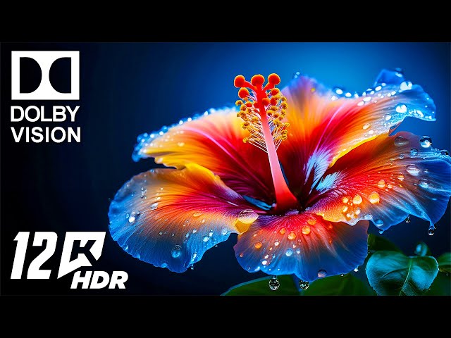 Discover Nature's Finest Details In 12K HDR Dolby Vision™ Technology