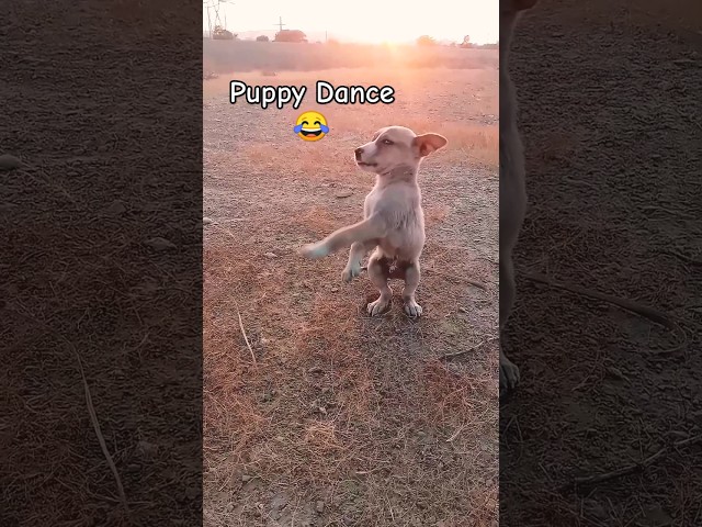 Funny Puppy Got the Moves on APT. Music 🐶💃 #shortsfeed #funny