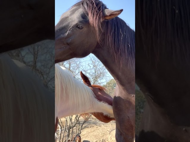 Haize y Manu: Dos caballos rescatados dándose cariño