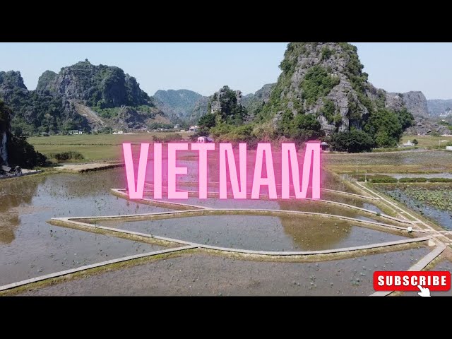 What is the national flower of Vietnam? #vietnam #flowers #vlog