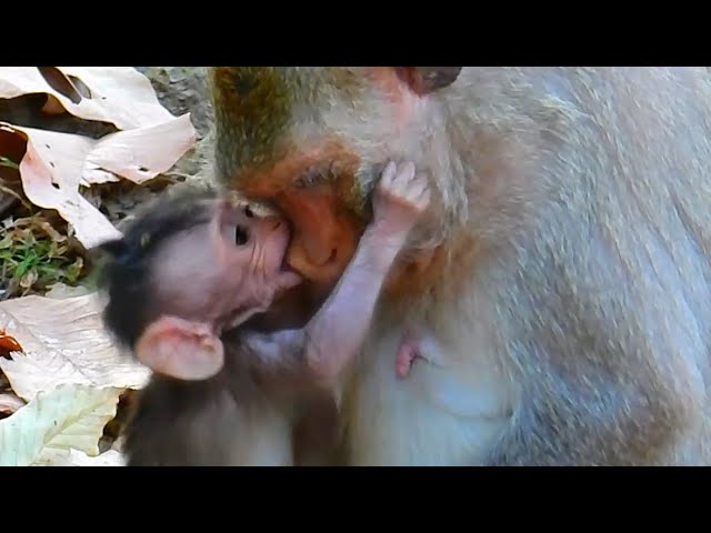 Primate Monkey, Cute Baby Love Mommy So Much, Nature, Monkey, Animal, Wildlife