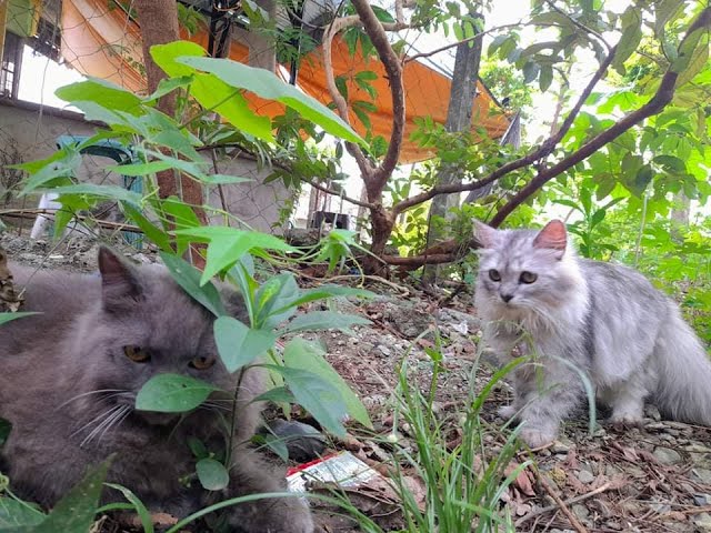 Azi and Akira reactions - first time to wear their shoes #catlovers