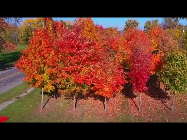 VIDEO: Fall colors hit their peak in Southeast Michigan