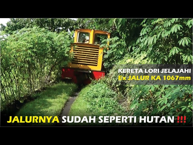 SUGAR CANE TRAIN EXPLORE A TRACK THAT WAS NOT PASSED FOR A LONG TIME‼️