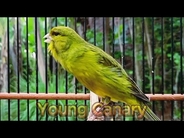 Discover The SECRET To Making Your Canary SING Beautifully