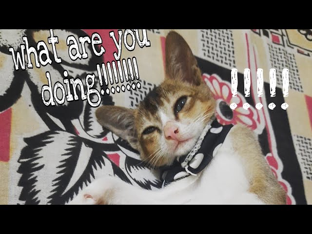 viral cat videos |cute cats doing funny things 🥰💓| funny cat |