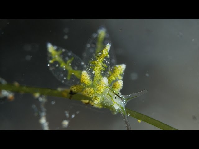 Stiliger sp.. A new species of sea slug