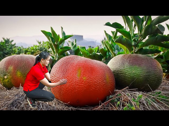 Harvesting The Witch's Golden Tangerines - Thick Orange Peel Has Sharp Nails | Ca Free Bushcraft