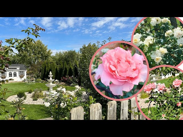 Gorgeous Garden Rose October Tour 🍂🌹 Zone 5 | David Austin, Star, More