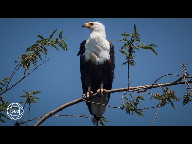 Fish Eagles in Nyerere National Park | 360° Virtual Tour