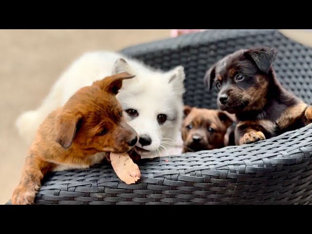 Truly unbelievable! A fox 🦊 and a dog 🐶 became good friends. 🦊🐶🐕❤❤❤