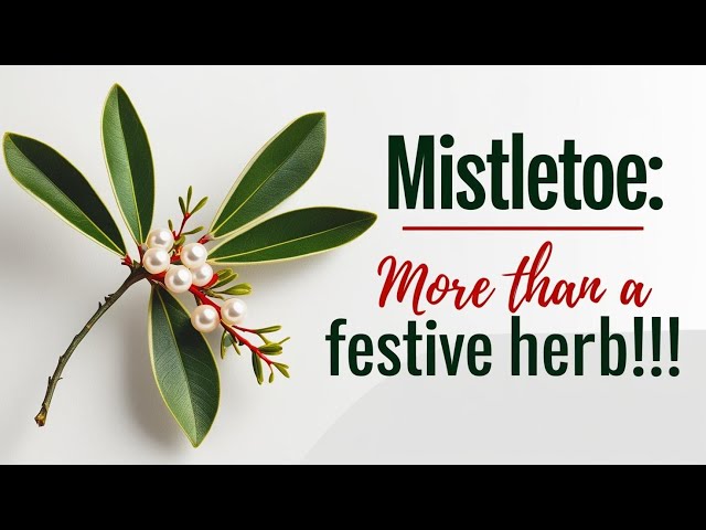 The Healing Power of Mistletoe: More Than a Tradition #mistletoe